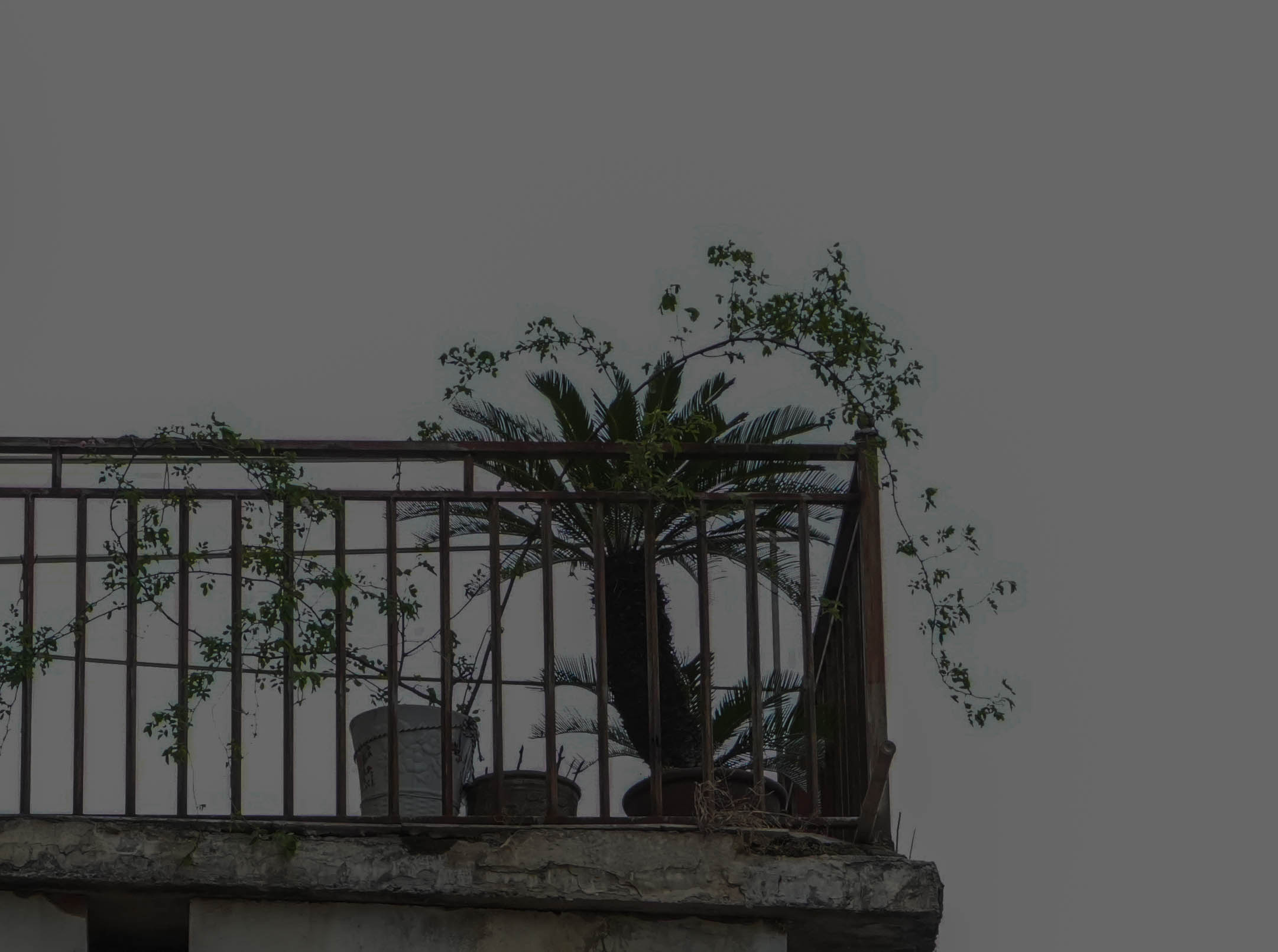plants on the balcony