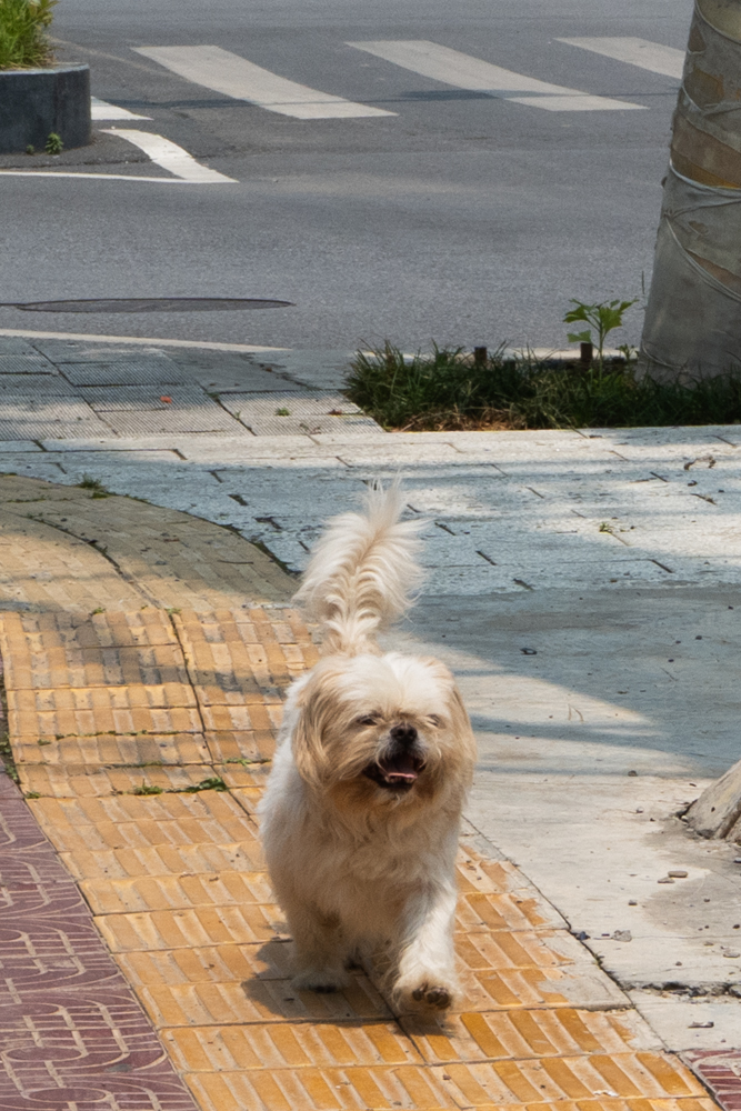 县城的悠闲狗子（差一点失焦😮‍💨）